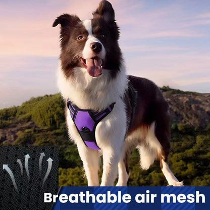 Dog Harness & Leash